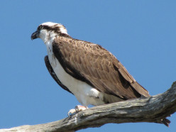 Everything You Wanted to Know About the Osprey