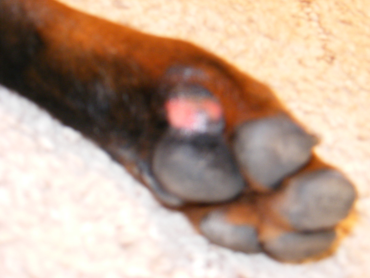 How to Treat a Dog's Paw Pad Injury | PetHelpful
