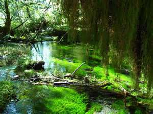 Hoh Rainforest