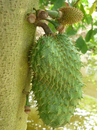 Soursop is a fruit that grows in hot climates and which has been shown to target and kill abnormal cancer cells.