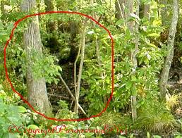 Mr. Bigfoot hiding in the shrubbery