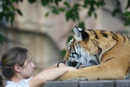 Tiger at Australia Zoo, photographed by Ralph Edgell