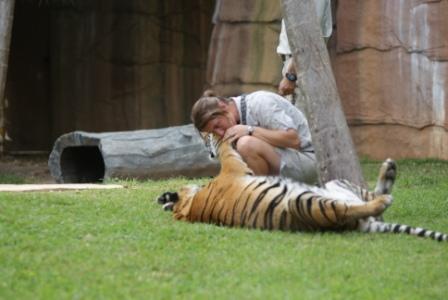 Zoo Keeper playing with Tiger at Australia Zoo, photographed by Ralph Edgell