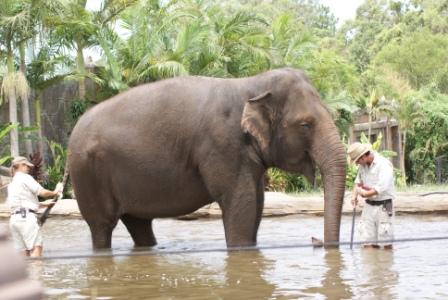 Elephant taking a bath at Australia Zoo, photographed by Ralph Edgell