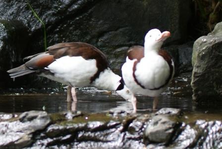 Ducks at Australia Zoo, photographed by Ralph Edgell