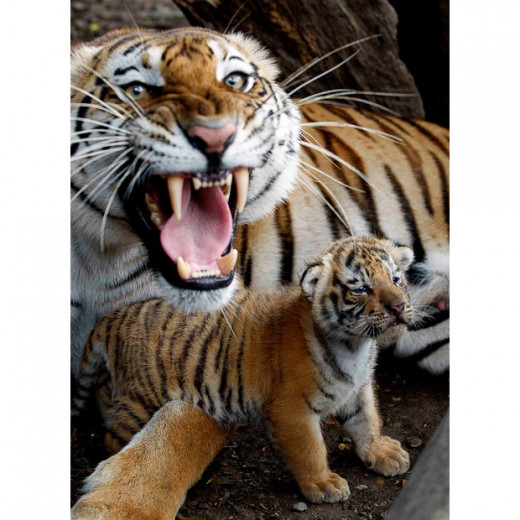 The tigress is very protective when it comes to her cub(s). The photographer learnt.