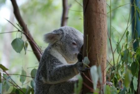 Koala Bear, Australia Zoo, photographed by Ralph Edgell