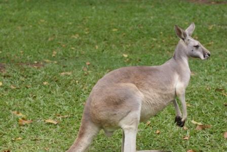 Kangaroo at Australia Zoo, photographed by Ralph Edgell