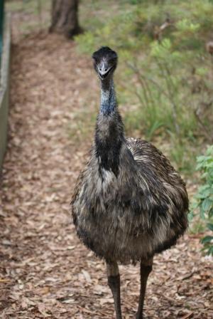 Emu at Australia Zoo photographed by Ralph Edgell