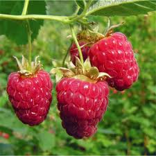 Nothing beats the fresh flavor of raspberries from your own back yard!