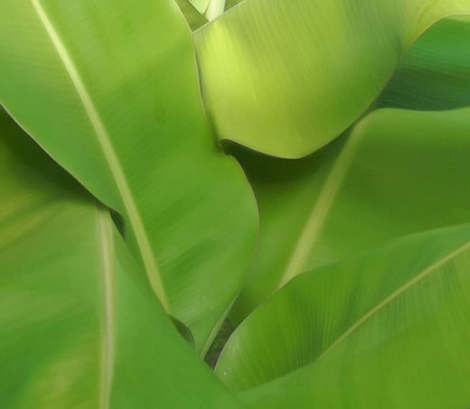 Cooking with Banana Leaves | HubPages