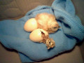 Top 10 reasons why every home needs at least one chicken