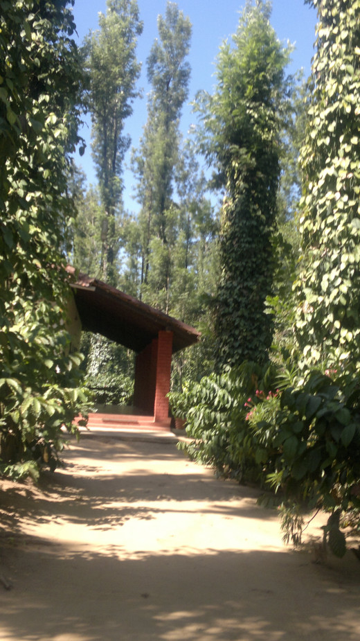 Path leading upto the entrance to our secluded cottage. Amidst the tall trees with pepper vines and coffee plants all around. Right in the middle of the estate 
