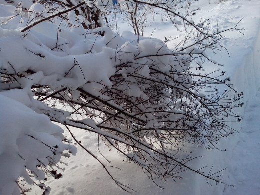 Jasmine shrub covered in snow