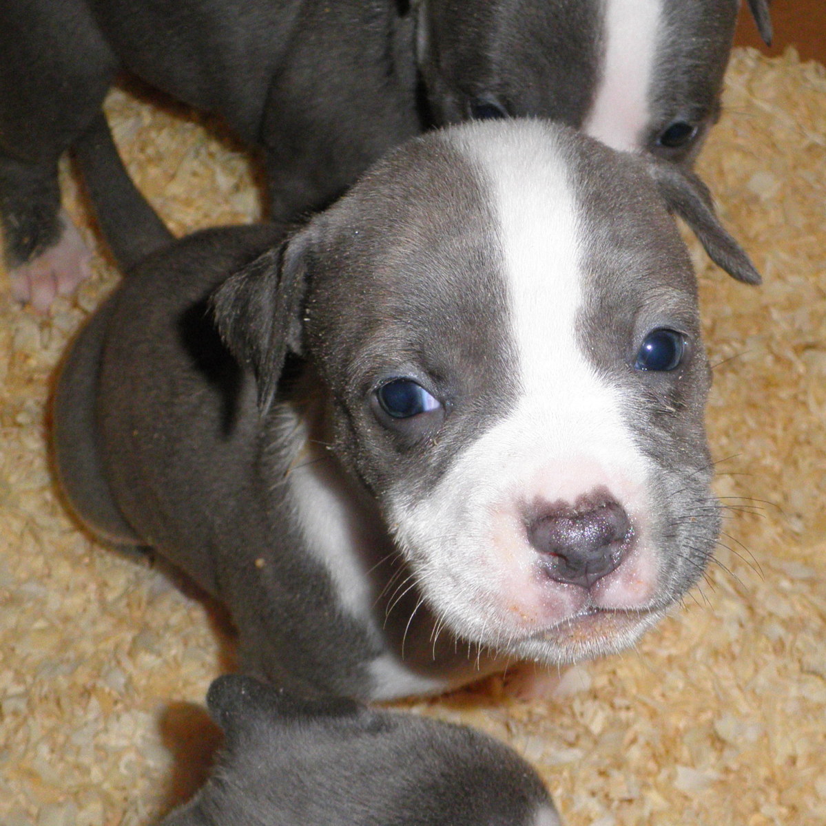 American Staffordshire Pit Bull Terrier Puppies PetHelpful