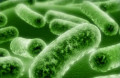 What are the Health Benefits of Good Bacteria?