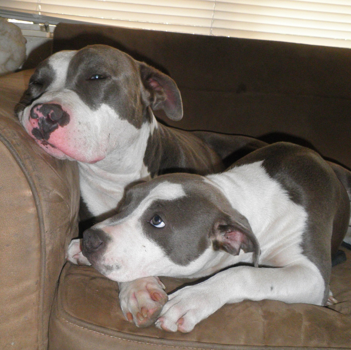 American Staffordshire Pit Bull Terrier Puppies PetHelpful