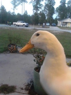My Pet Duck, Bianca.