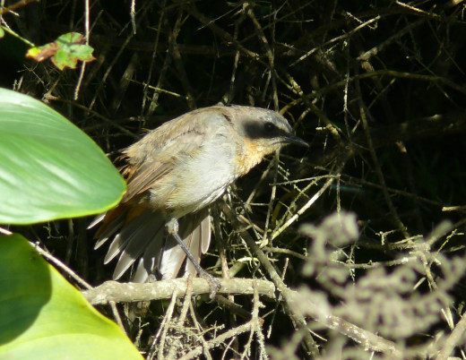 Cape-robin Chat in Fynbos