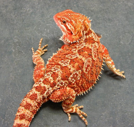 Female Bearded Dragon