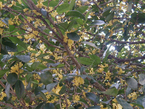 Olive-tree,snapdragon,morguefile.com