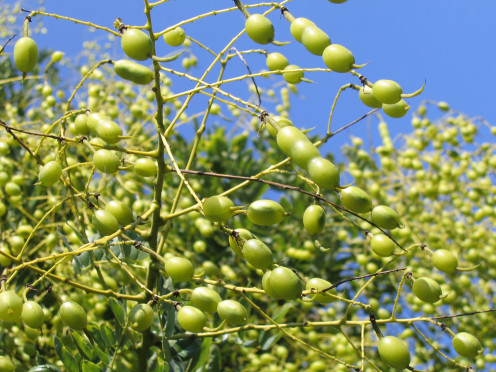 Olive-fruit,ShadowLight,morguefile.com