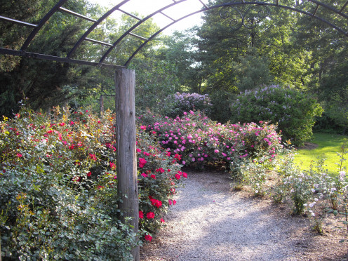 Walking through a rose garden is an intoxicating and beautiful experience. More photos from this garden are in the middle of this page