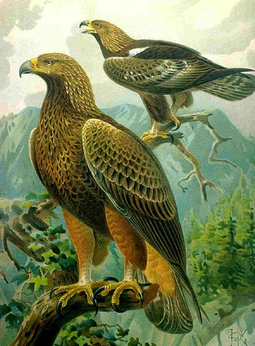 The Golden Eagle lives in Pinnacles, among about 200 other species of birds.