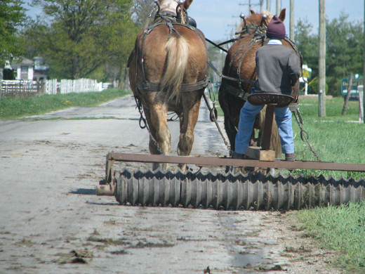 An Amish framer boy going between fields.  Amish children do many of the task. 