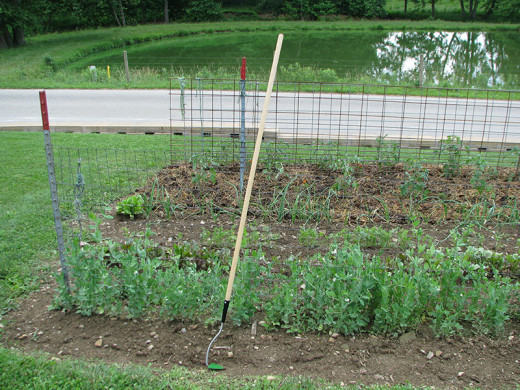 Early spring Amish garden, note the Amish made garden sickle bar digger, it is made from a sickle bar mower blade.