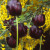 Queen of the night and laburnum Queen of the night and laburnum