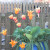 Tulips and hosta Tulips and hosta