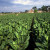 A tobacco field in Pinar del Rio, Cuba was photographed on January 31, 2007 by Henryk Kotowski. A tobacco field in Pinar del Rio, Cuba was photographed on January 31, 2007 by Henryk Kotowski.