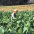Henryk Kotowski photographed this tobacco field in Pinar del Fitta, Cuba on January 31, 2013. Henryk Kotowski photographed this tobacco field in Pinar del Fitta, Cuba on January 31, 2013.