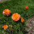 Deeper orange is such a lovely color for a rose! Even if this wasn't your favorite, imagine it among all the other colors?  I love it though, so warm and cheerful.