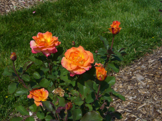 Deeper orange is such a lovely color for a rose! Even if this wasn't your favorite, imagine it among all the other colors?  I love it though, so warm and cheerful.