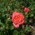 This is almost more of a coral pink/orange color. 