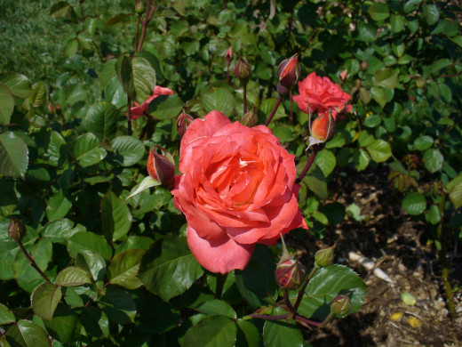This is almost more of a coral pink/orange color. 