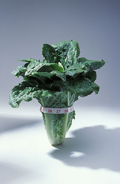 Romaine lettuce is full of nutrients like protein, calcium, vitamin c, iron, and omega-3s