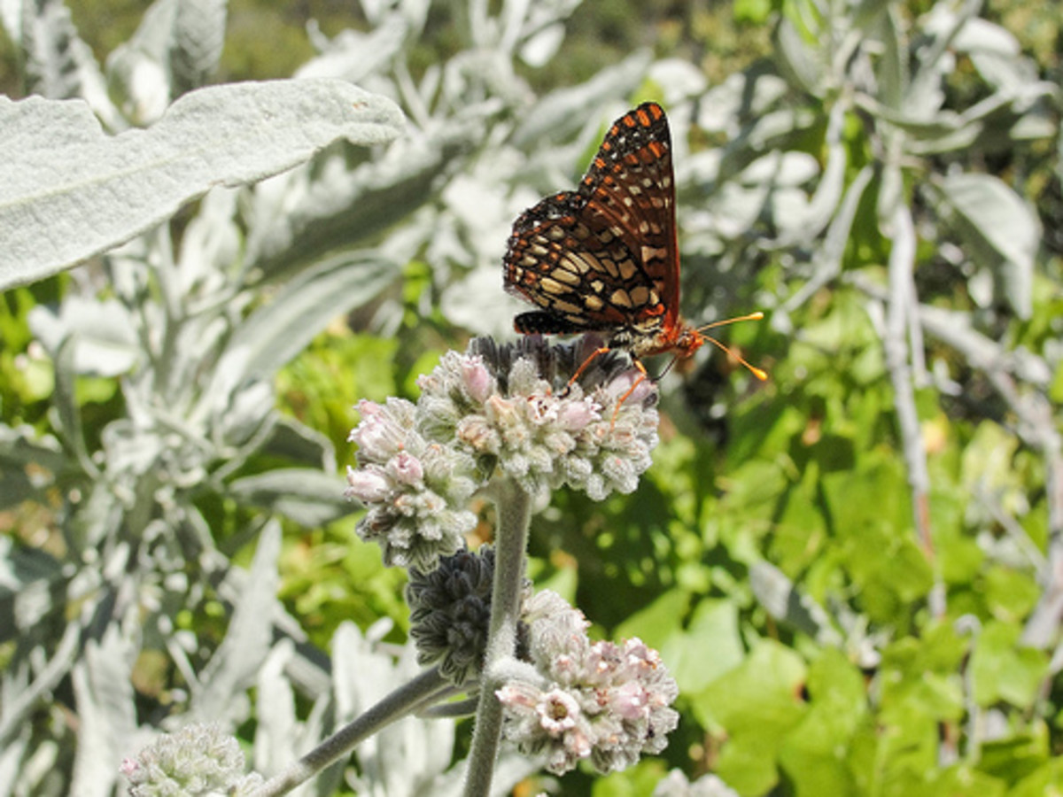 Butterfly and Milkweed on Chalone Peak Trail