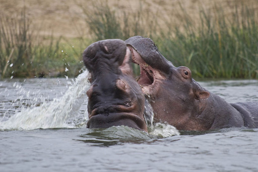 Is your story action compelling - you know - like these two hippos over here!