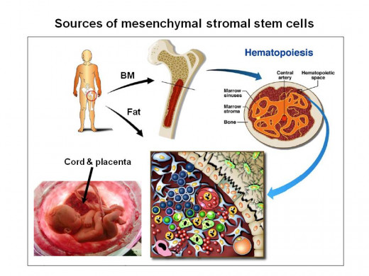 Where do stem cells come from--look within!