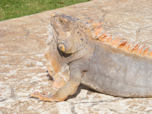 You don't even have to leave the resort to experience a wildlife sighting. Iguanas sunning themselves are staple on the paved paths in the Allegro. Don't worry, they don't bite.