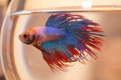 Siamese Fighting Fish