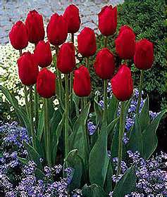According to Feng shui, having red tulips at home can bring fame, or increase the person's power to gain fame quickly. 
