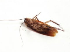 Dead Roach