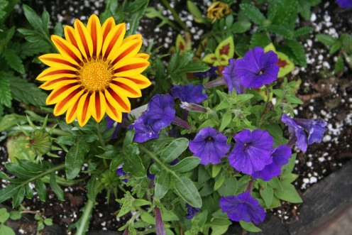 Gazinia and petunias
