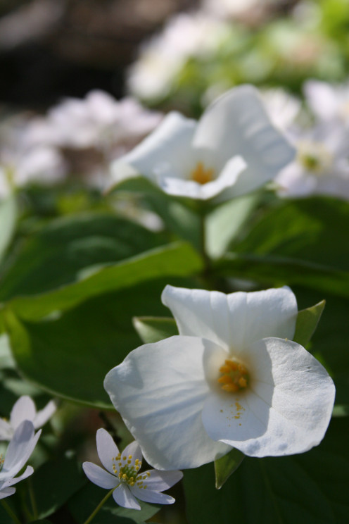 Trillium.  These ground-hugging, shade-loving blooms are easy to spot with three petals.