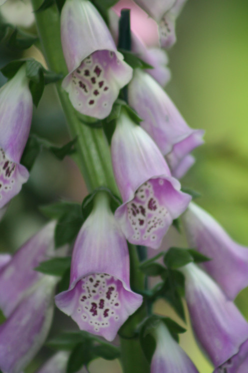Foxglove, also known as digitalis.  Medically useful for heart conditions.