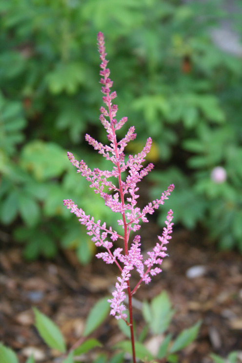 Astilbe.  A common garden flower, it resembles a paintbrush and comes in white, pink, and red.